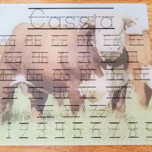 Herford Bull Dry Erase